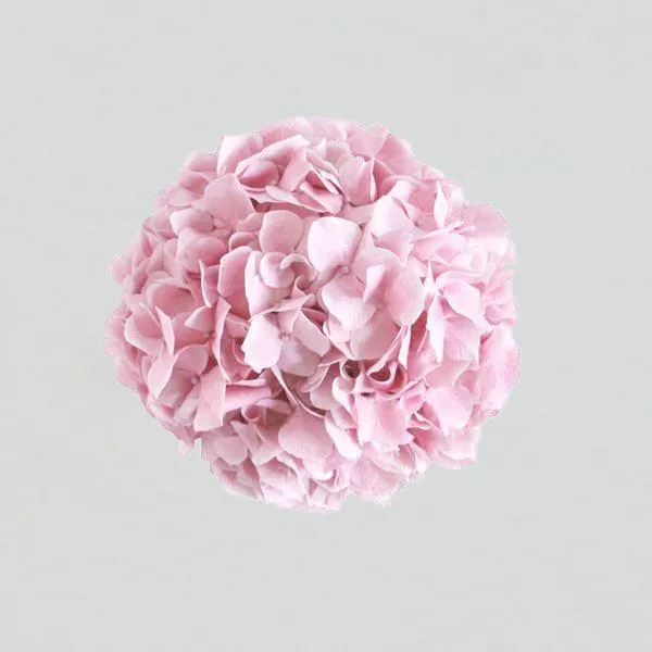 Pink Modern