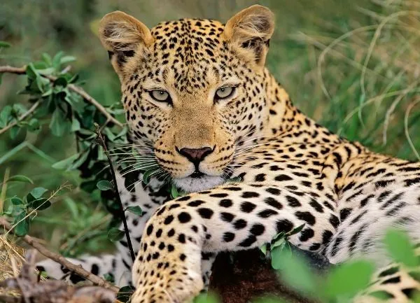 Ravensburger Lounging Leopard 100pc